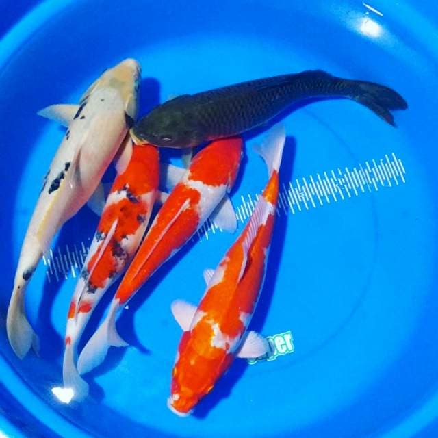 Mix 37-40 cm