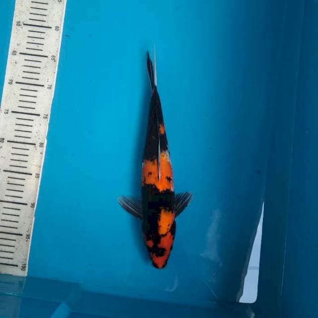 Hi Showa 35cm Male