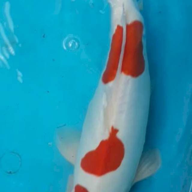 Kohaku Doitsu Murni 38 cm