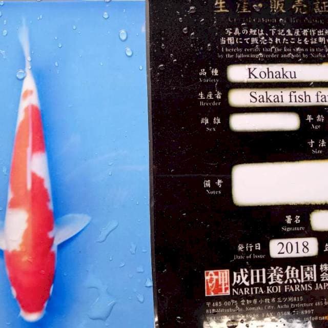 Kohaku import serty