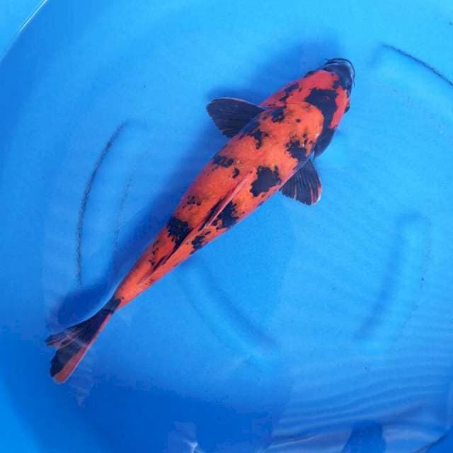 Hiu Utsuri 43 cm