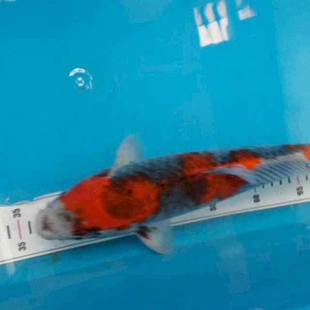 Ghosiki 40cm