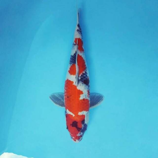 FURY 2 - SHOWA EVOLUTION ®