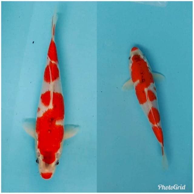 RED KUJAKU ORIGINAL
