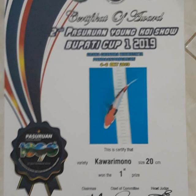 Beni Kumon Juara 1 Pasuruan Koi Show