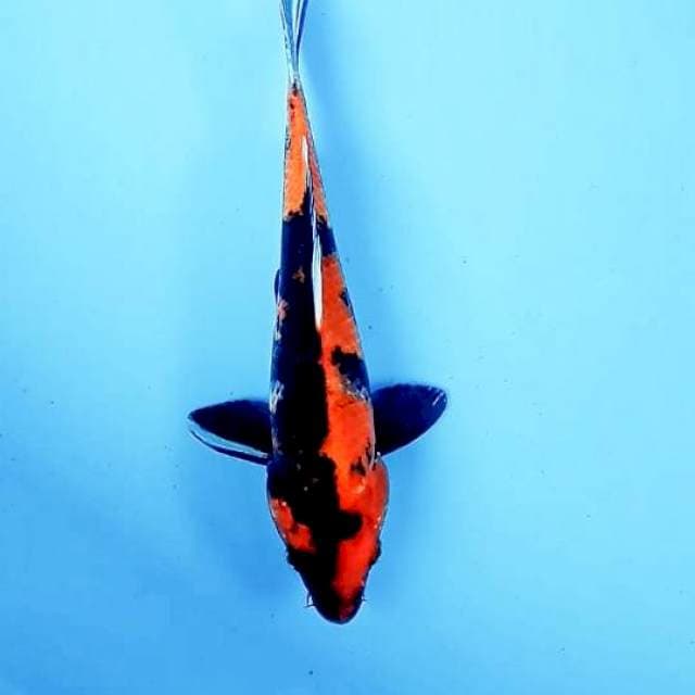 Showa 27 cm