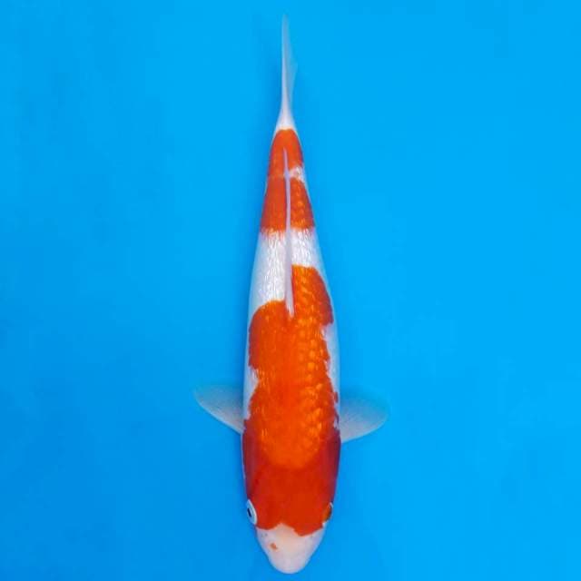 Ginrin kohaku 37cm
