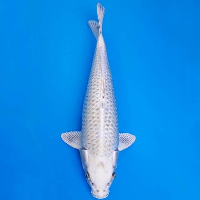 Ginrin mukashi 40cm