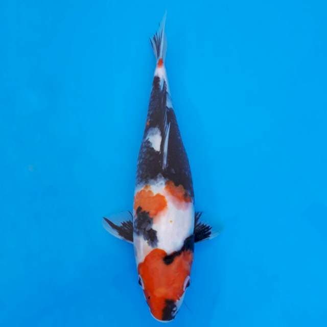 Showa 31cm