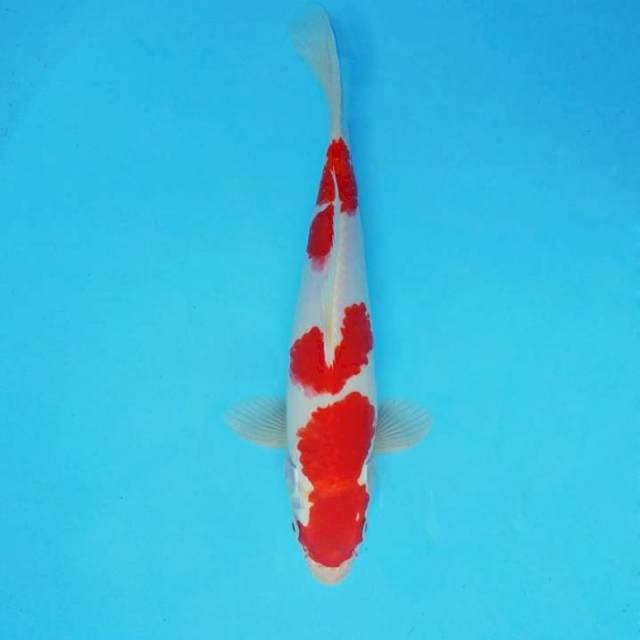 FURY 11 - KOHAKU HIKARI 4 STEPS ®