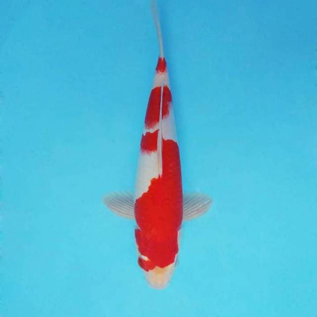 FURY 14 - KOHAKU ®