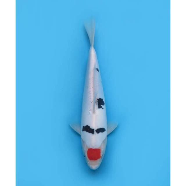 Tancho Sanke ORI Mulus , 30cm - Male