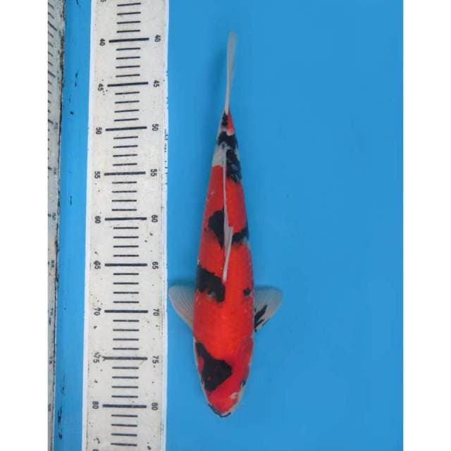 Showa Calon Jumbo , 36cm - Male
