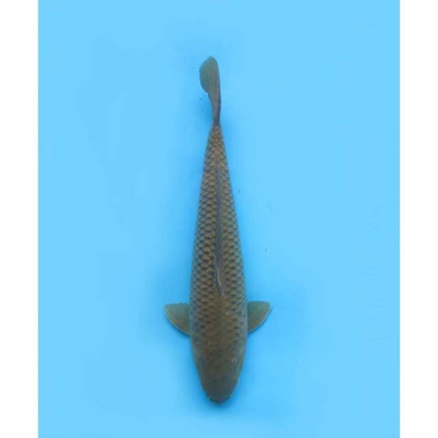 Jumbo Midorigoi Good Ring, 50cm - Male