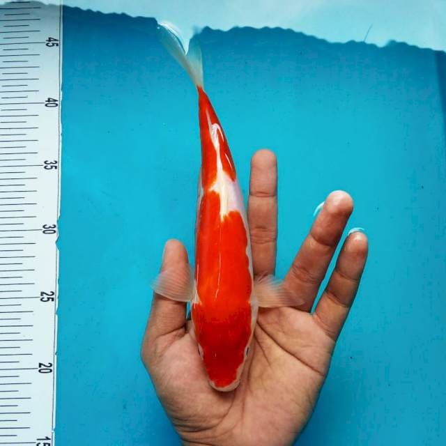 3. Kohaku Doitsu || 26 cm