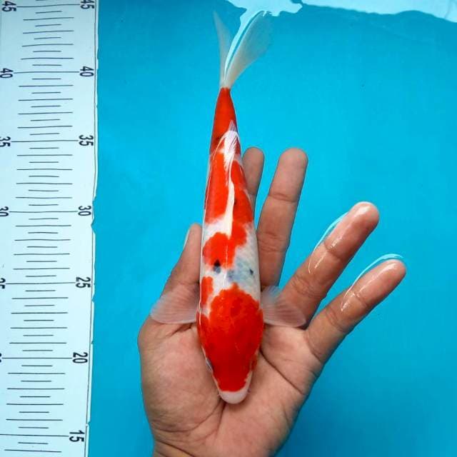 10. Sanke Tategoi Medium || 28 cm
