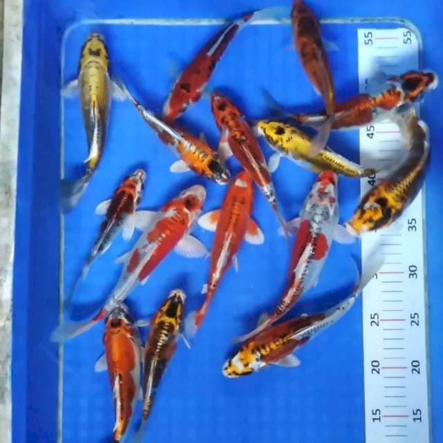 Mix mayoritas kikokuryu