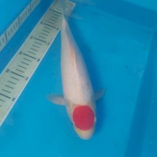 Tancho 34 cm Male
