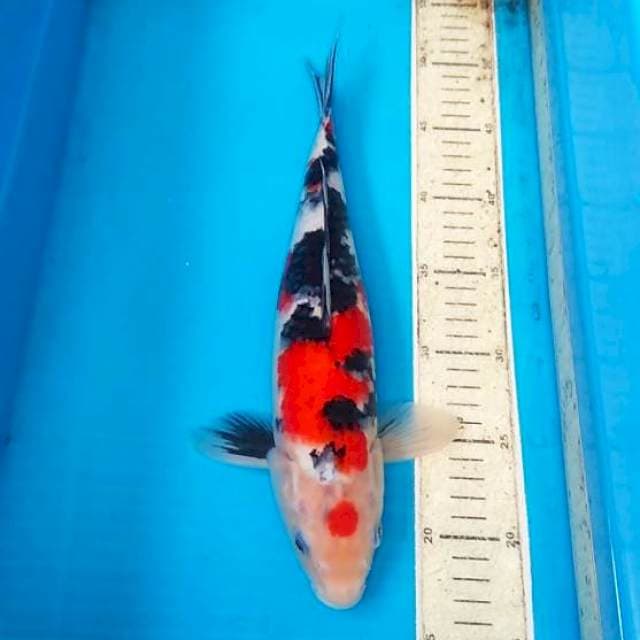 Marutin sanke 35cm