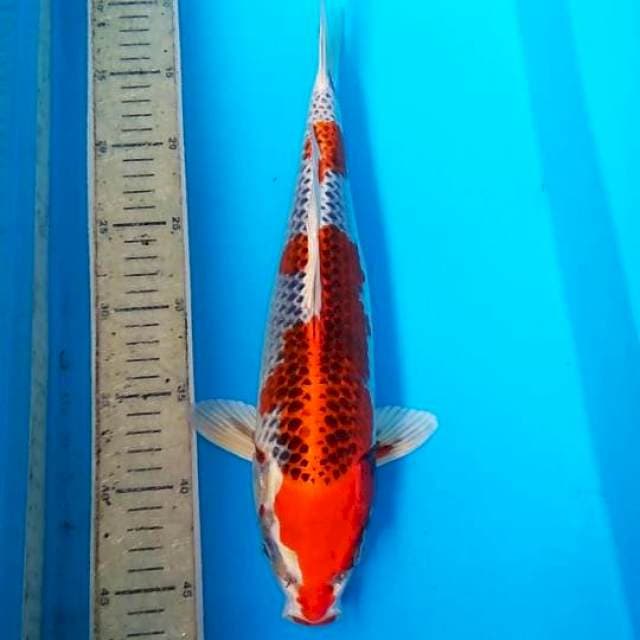 Kojaku bersih 37cm
