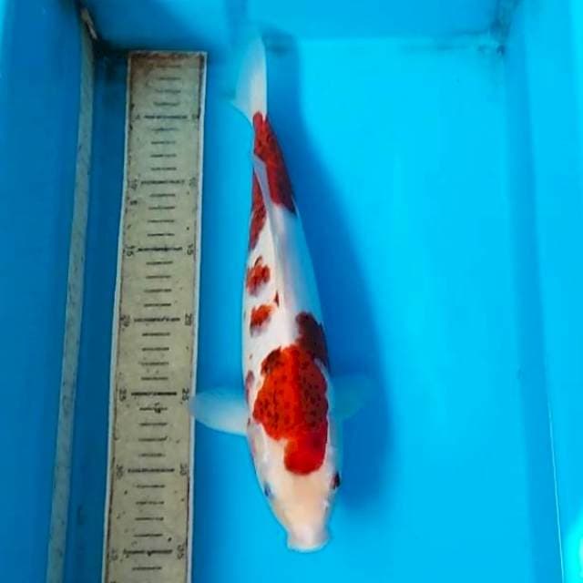 Goromo 35cm