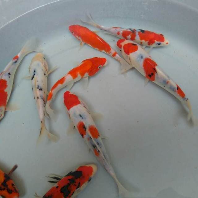 TATEGOI MIX 10EKOR
