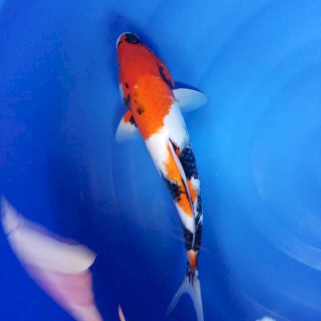 MALE 37 cm