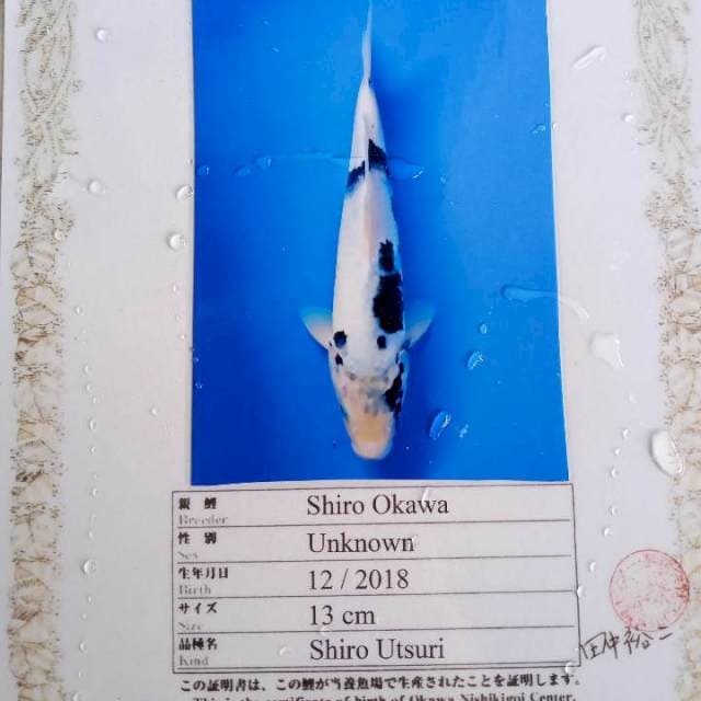 Shiro okawa import