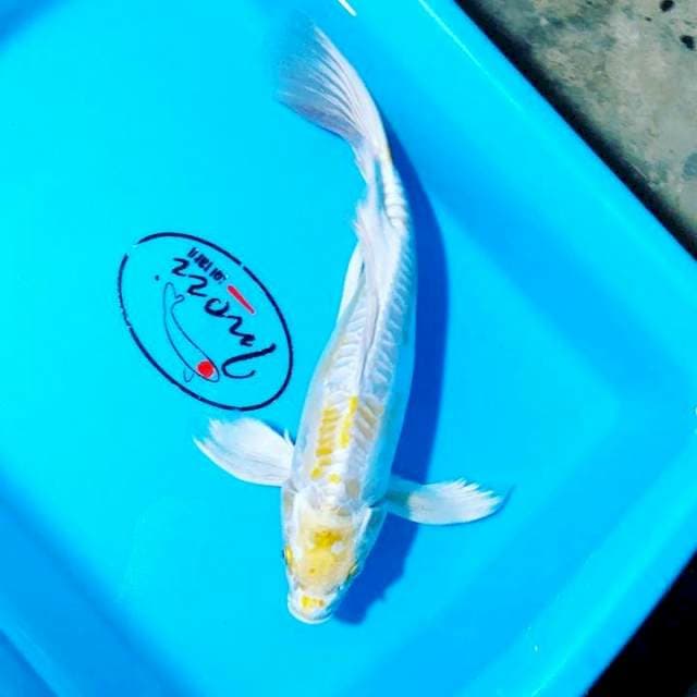 Hariw\ke sleyer 29 cm