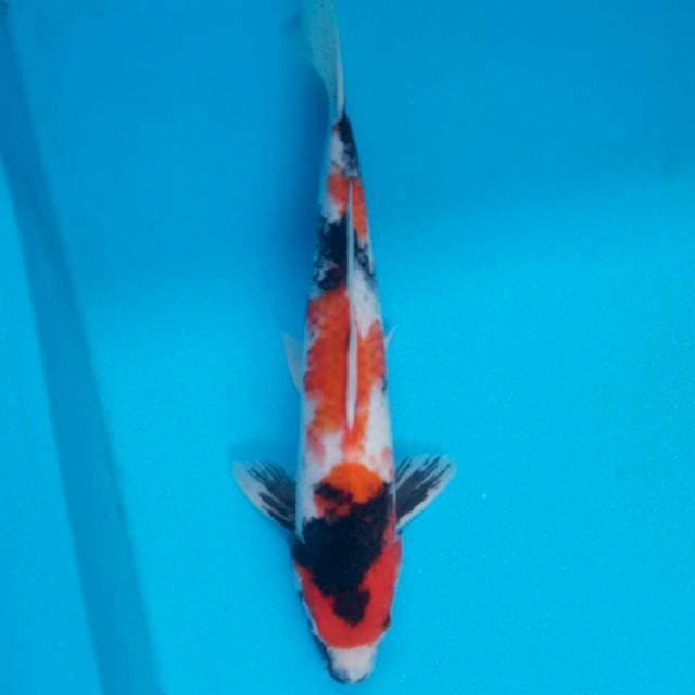 Original shiwa 36cm