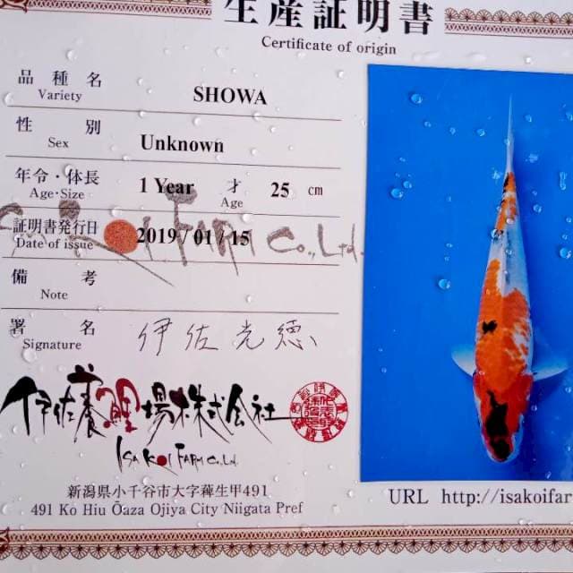 Showa import isa farm