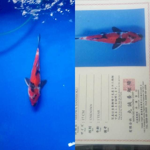 Showa import marusei