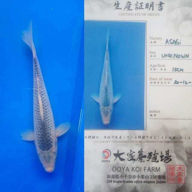 Asagi import ooya