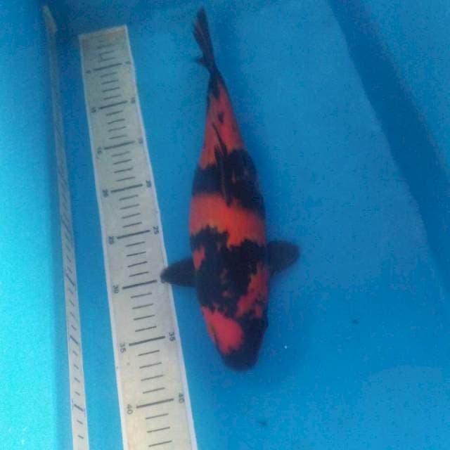 Hi Utsuri 34 cm