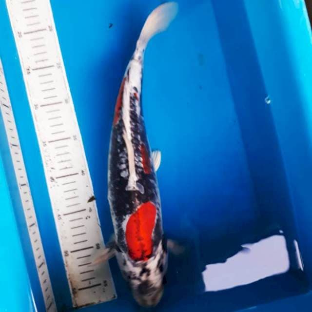 Antik 41cm
