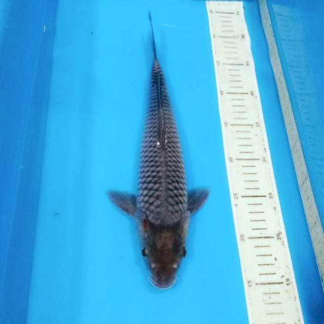 Male sorakoi 35up