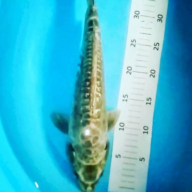 Aragoke 37cm