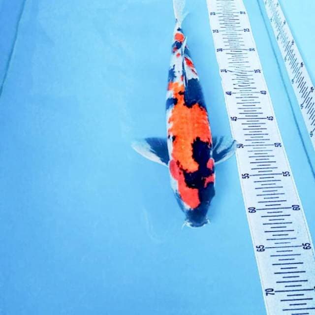 Showa ngejreng 42cm