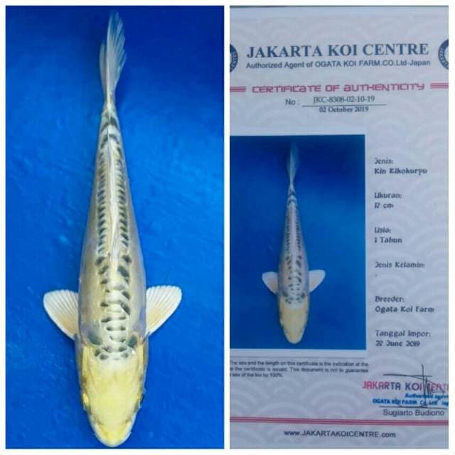 Ogata Kin Kiko Kepala Bersih..