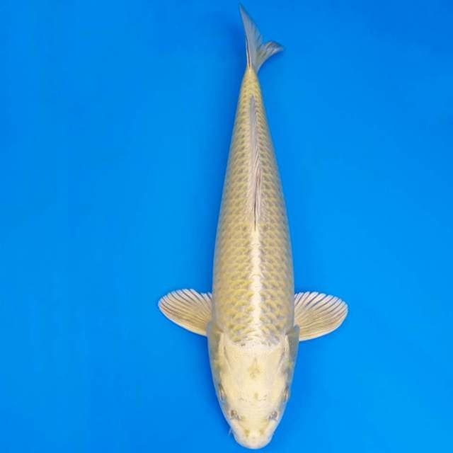 Mukashi matsue 39cm non serti