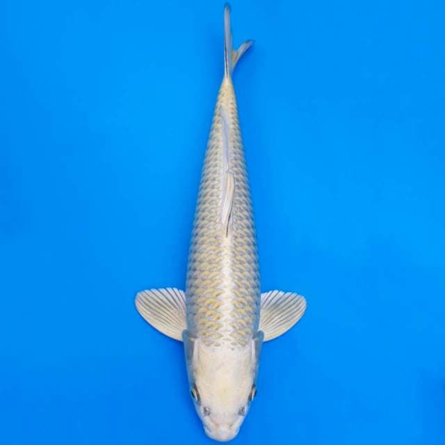 Mukashi matsue 38cm non serti
