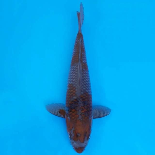Ochiba okawa 36cm non serti