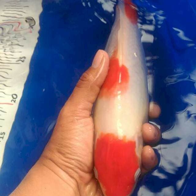Kohaku 3 step 30 cm original