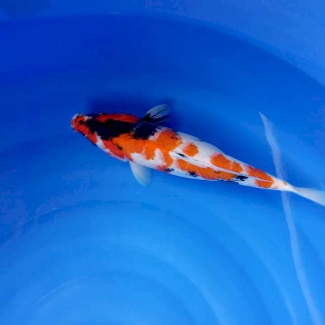 Showa 37 cm