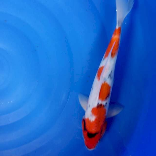 MALE 40 cm