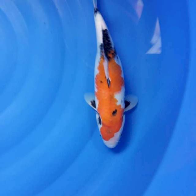 Showa 33 cm