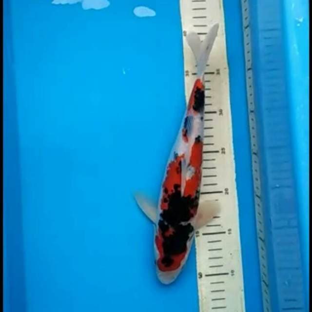 F1 Sanke Kazanesumi bagus 28cm