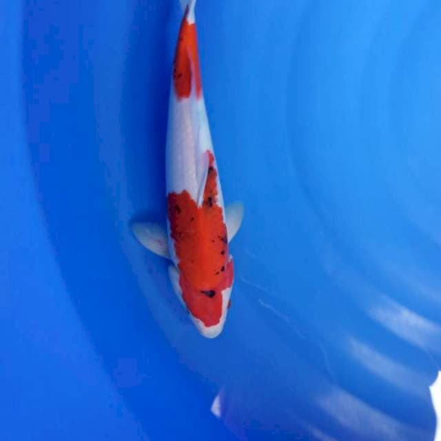 Showa tateghoi
