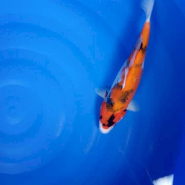 Showa 35 cm