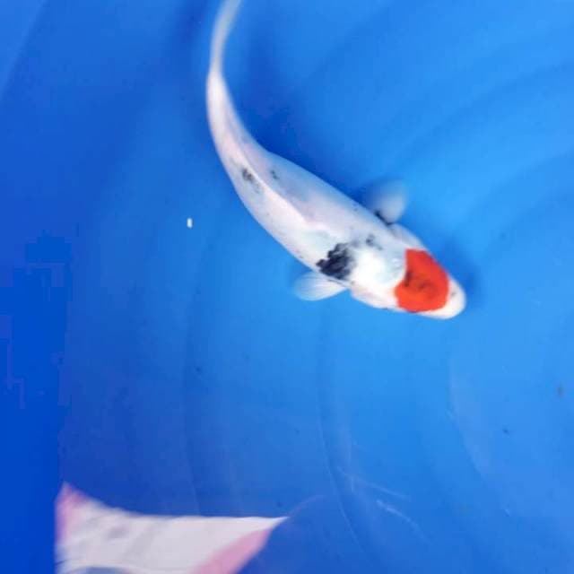 Tancho Showa 33cm